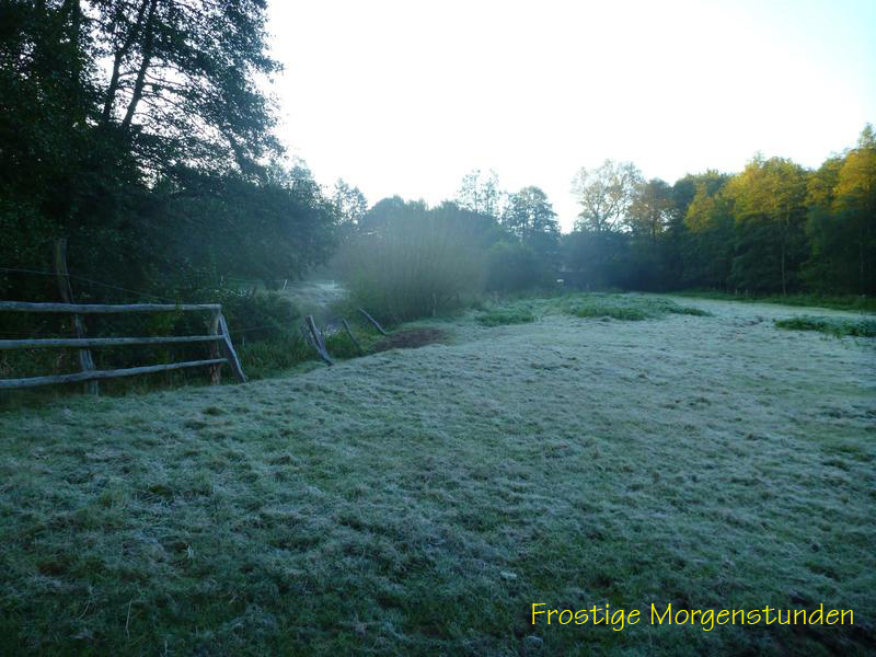 Morgenfrost